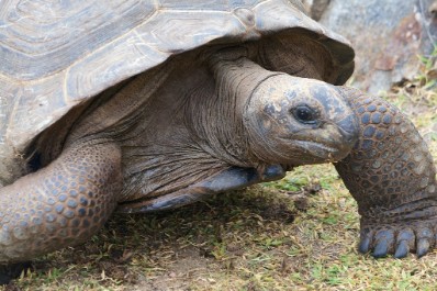 Giant Tortoise, Aldabra Atoll, UNESCO Protected Site, Seychelles