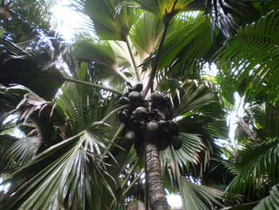 Coco de Mer, largest nut in the World, Vallee de Mai Nature Reserve, UNESCO Protected Site, Praslin, Seychelles